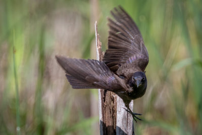 Common Grackle