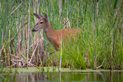 White-tailed doe