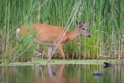 White-tailed doe
