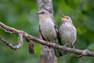 Northern Mockingbird