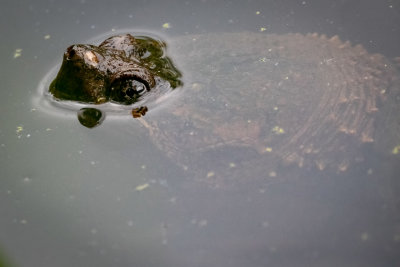 Snapping Turtle