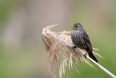 female Red-winged Blackbird