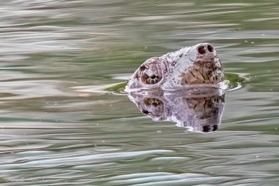 Snapping Turtle