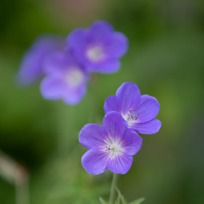 perennial geranium
