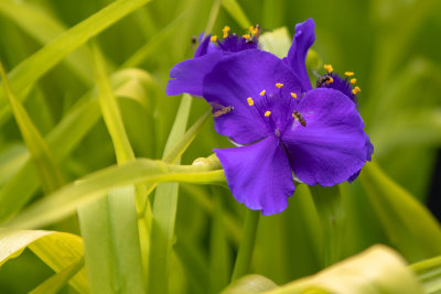 Sweet Kate Spiderwort