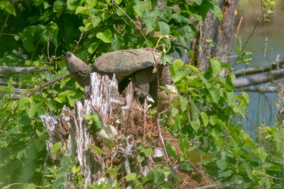 Snapping Turtle
