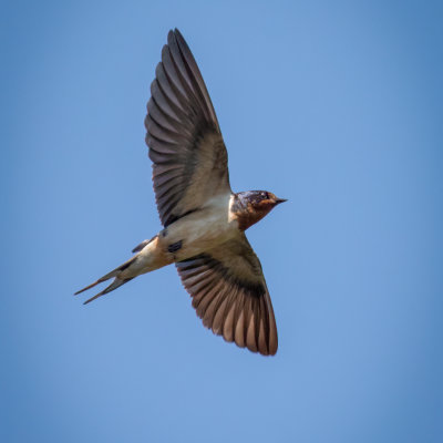 Barn Swallow