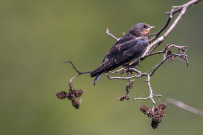 Barn Swallow