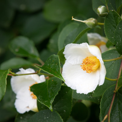 Stewartia