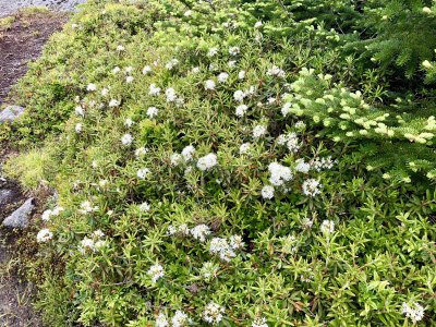 Labrador Tea