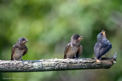 Baby Barn Swallows
