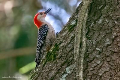 Red-bellied Woodpecker