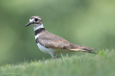 Killdeer