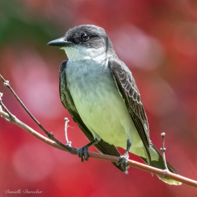 Eastern Kingbird