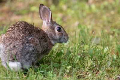 Eastern Cottontail