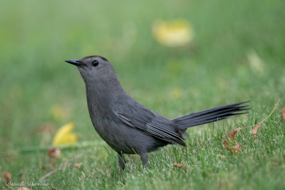 Gray Catbird