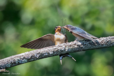 Barn Swallows