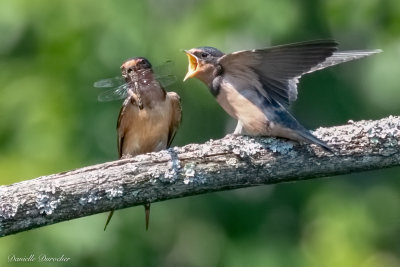 Barn Swallows