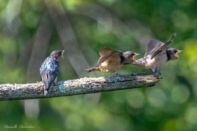 Barn Swallows