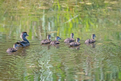 family of Wood Ducks
