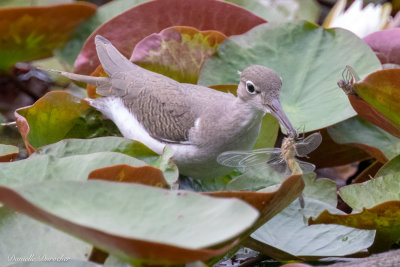 Spotted Sandpiper