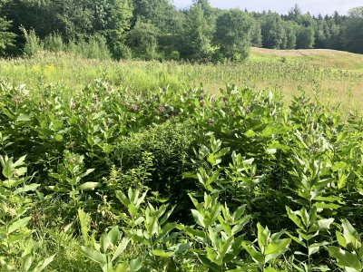 milkweed