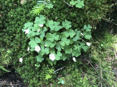 wood sorrel