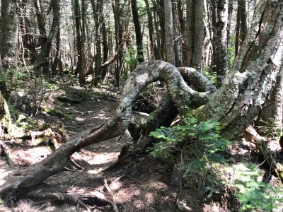 interesting tree