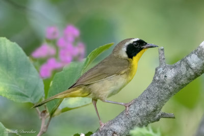 male Common Yellowthroat