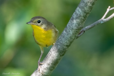 female Common yellowthroat