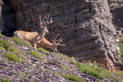 Mule Deer