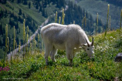 Mountain Goat