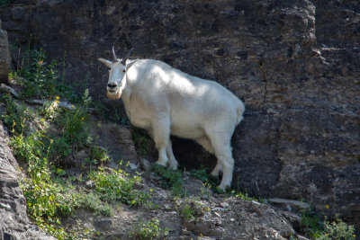 Mountain Goat