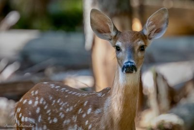 White-tailed fawn