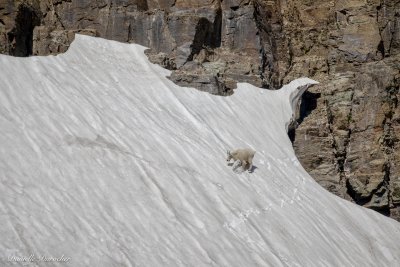 Mountain Goat Glissading