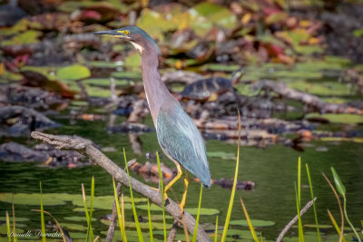 Green Heron
