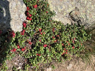 Lingonberry