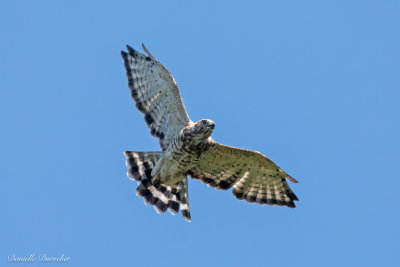 Broad-winged Hawk