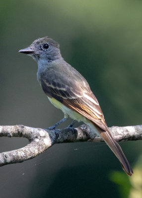 Great-crested Flycatcher