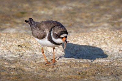 Semipalmated Plover