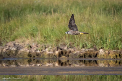 Peregrine Falcon