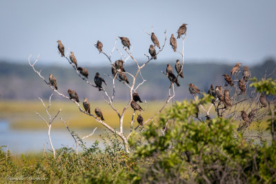 Starlings