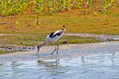 American Avocet