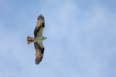 Osprey