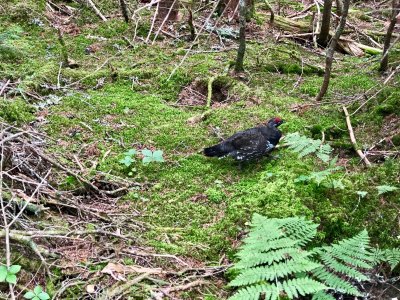 Spruce Grouse