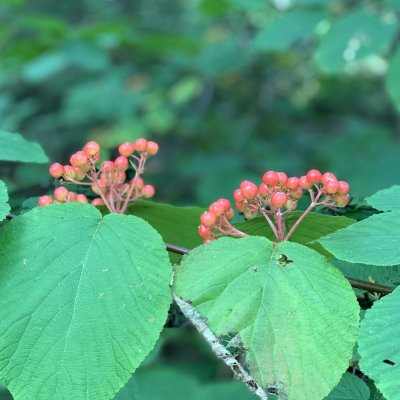 Viburnum