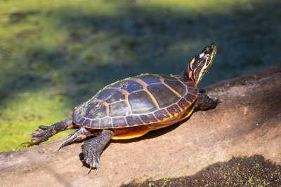 Painted turtle