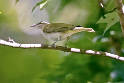 Red-eyed Vireo