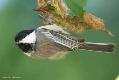 Black-capped Chickadee