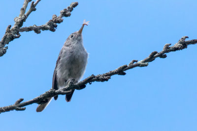 Blue-gray Gnatcatcher